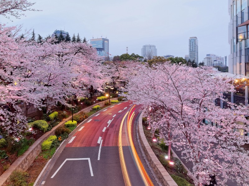 Romantic night scenery of illuminated cherry blossom trees Sakura namiki in Tokyo Midtown, Roppongi