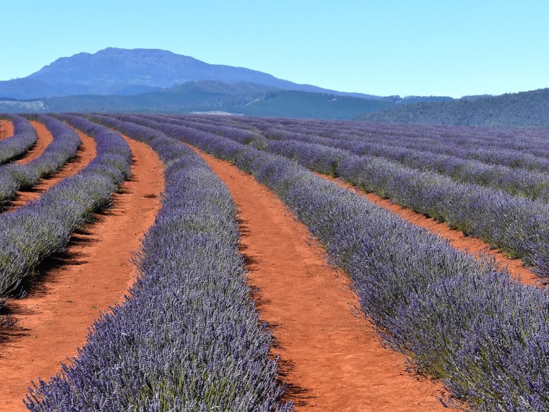 Bridestowe Lavender Estate, Tasmania, Australia