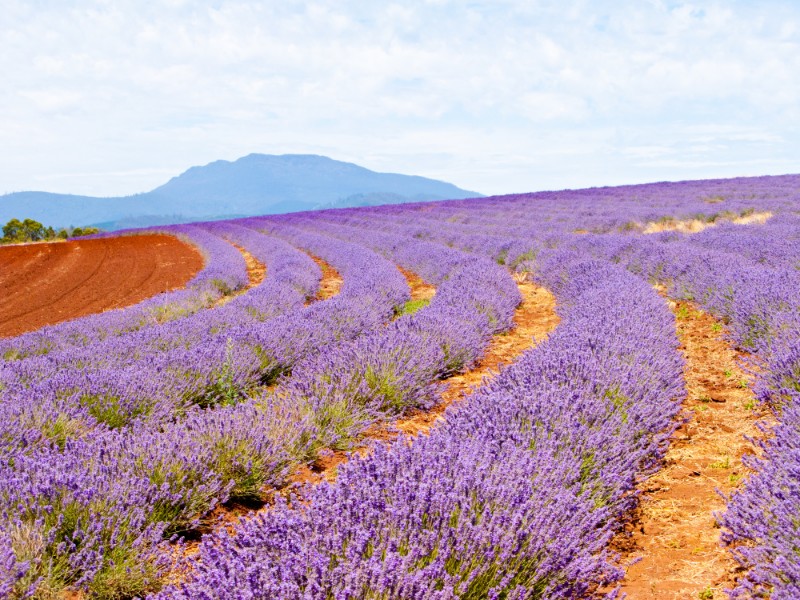 Lavender Field in Bridestowe