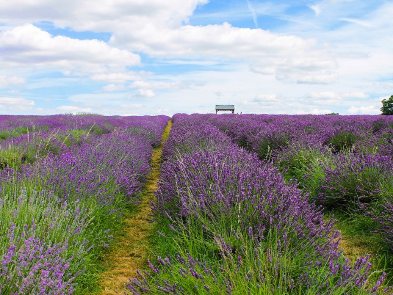 Mayfield Lavender