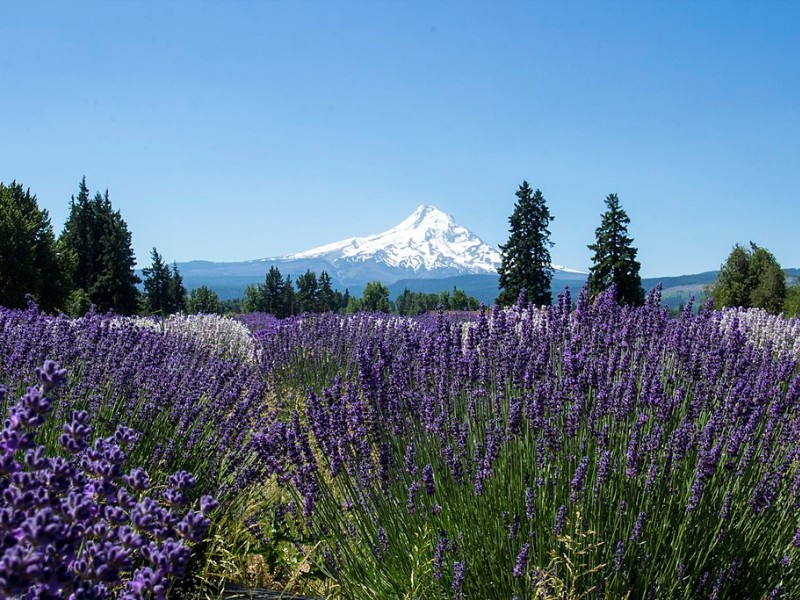 Lavender Valley, Hood River, Oregon