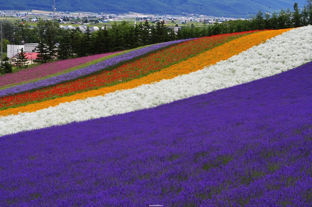 Lavender at Tomita Farm, Japan