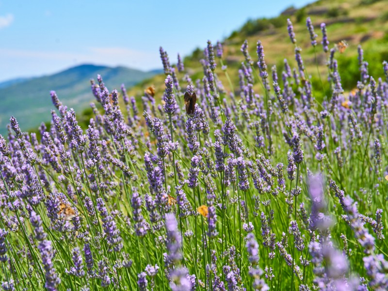 Lavender field, Hvar Island, Croatia