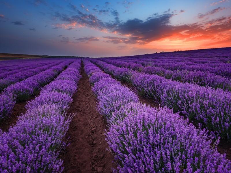 sunrise of a Burgas, Bulgaria lavender field