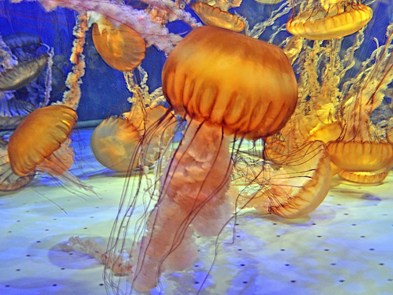 Pacific Sea Nettles swimming in a tank at the Long Beach Aquarium