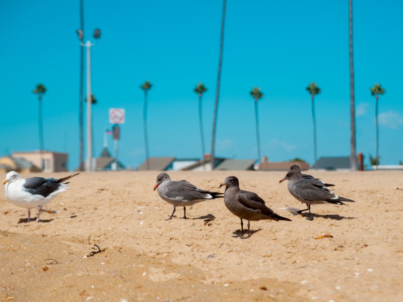 Seagulls looking at the ocean around Long Beach