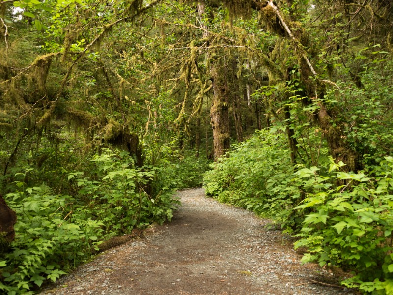 Wide path leading into rainforest in Tongass National Forest