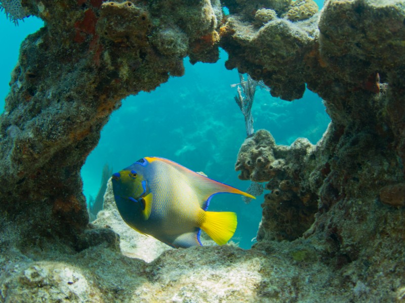 Queen Angelfish through Coral Arch on Looe Key