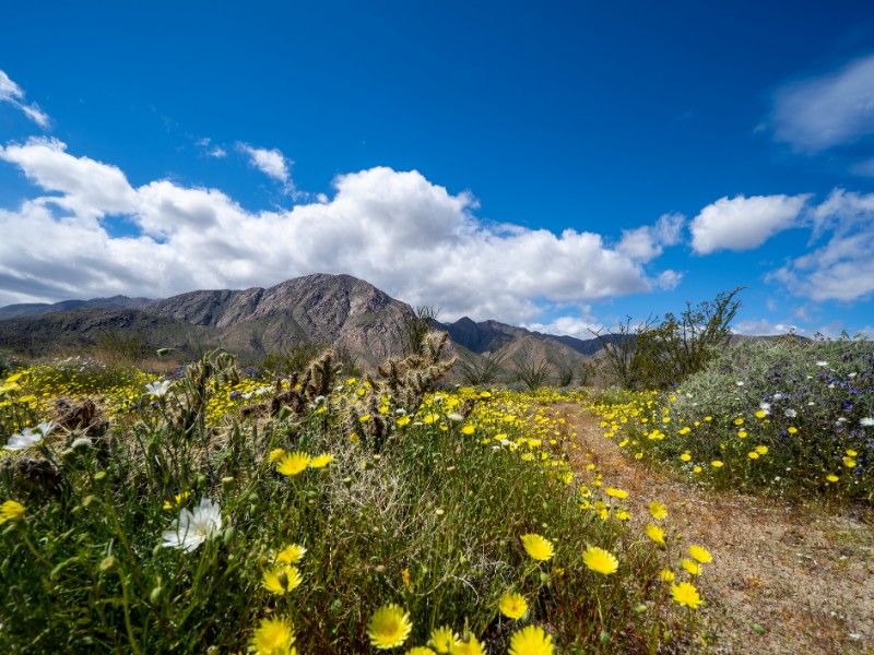 Dirt trail walking path in Anza Borrego Desert State Park