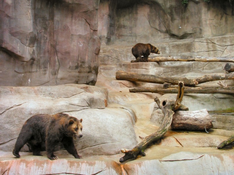 Bears at John Ball Park Zoo