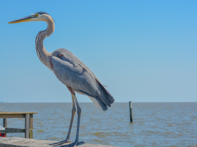 A Great Blue Heron on Jim Simpson Sr. fishing pier, Harrison County, Gulfport