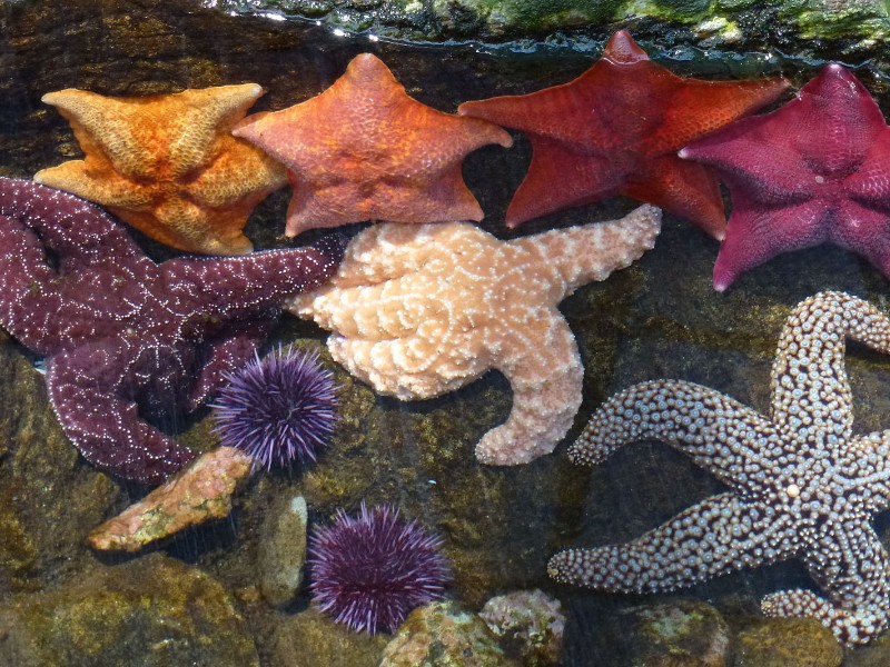 Sea stars and sea urchins at the Cabrillo Aquarium