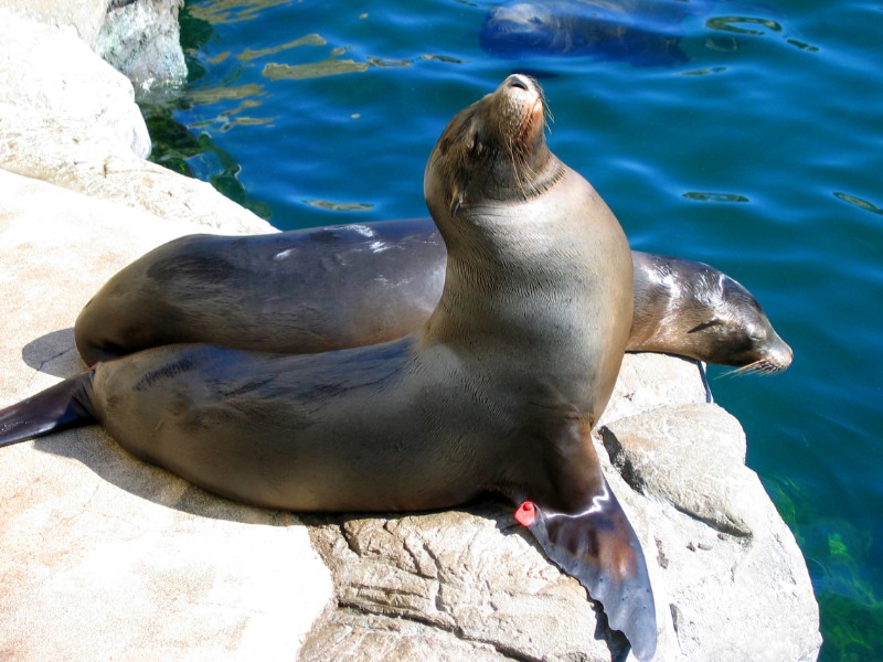 sea lion at Aquarium of the Pacific