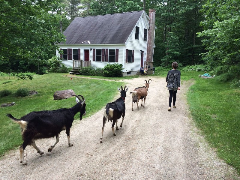 Great Goat Get-away in Southern Maine Airbnb