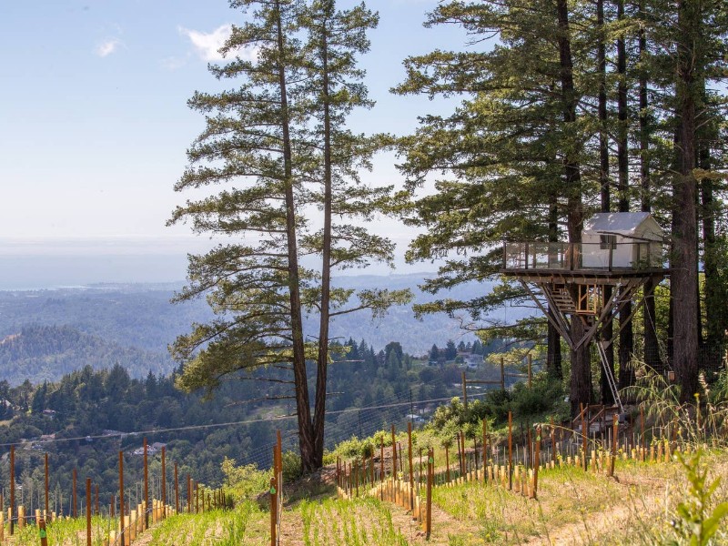 Treehouse in Vineyard Overlooking Monterey Bay