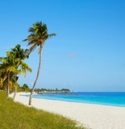 white sandy beach lined with palm trees with turquoise water