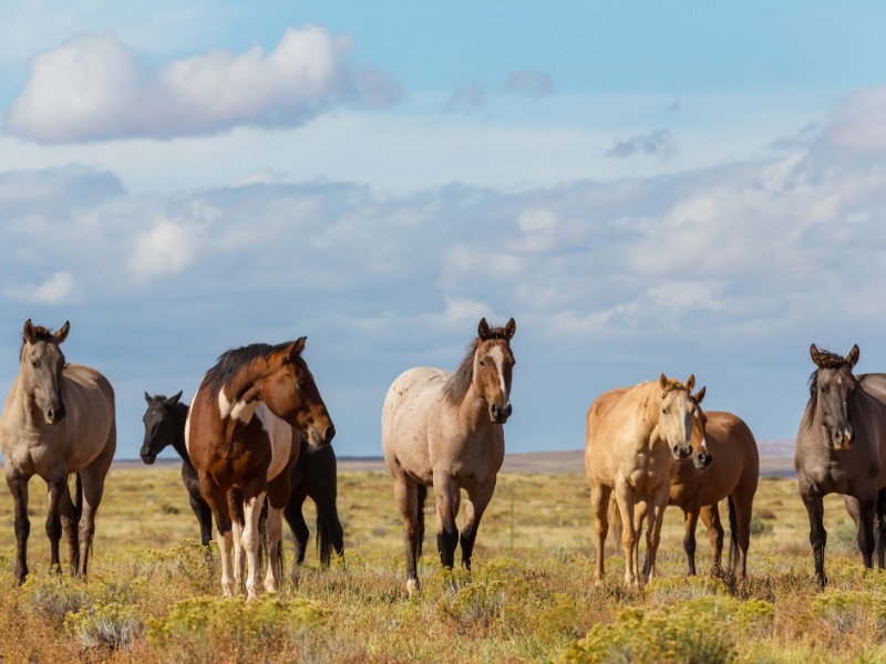 Horses in Chile