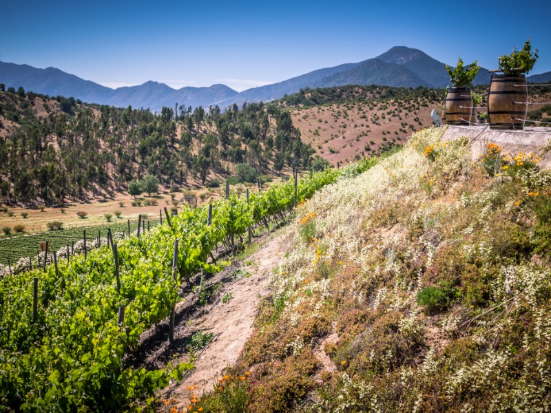 View from Indomita winery in Casablanca valley, Region de Valparaiso