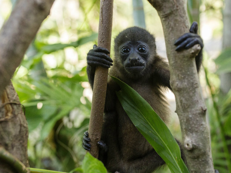 Monkey at Sibu