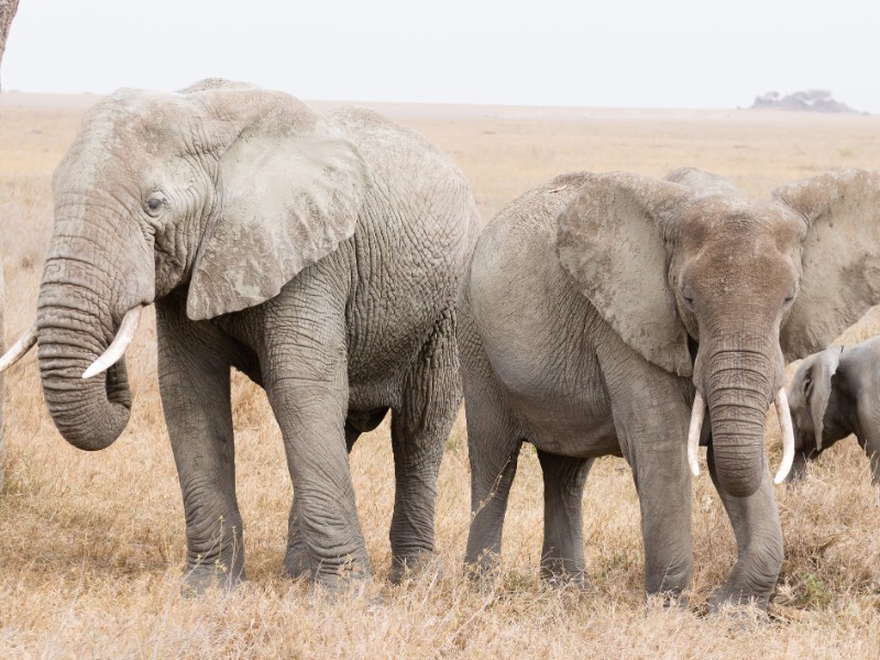 Elephants at Serengeti National Park, Tanzania