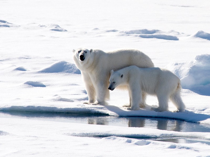 Polar bears, Franz Josef, Russia