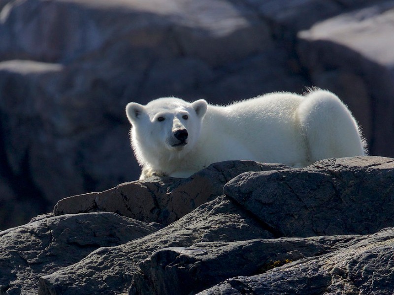 polar bear on the rocks, Nunavut, Canada