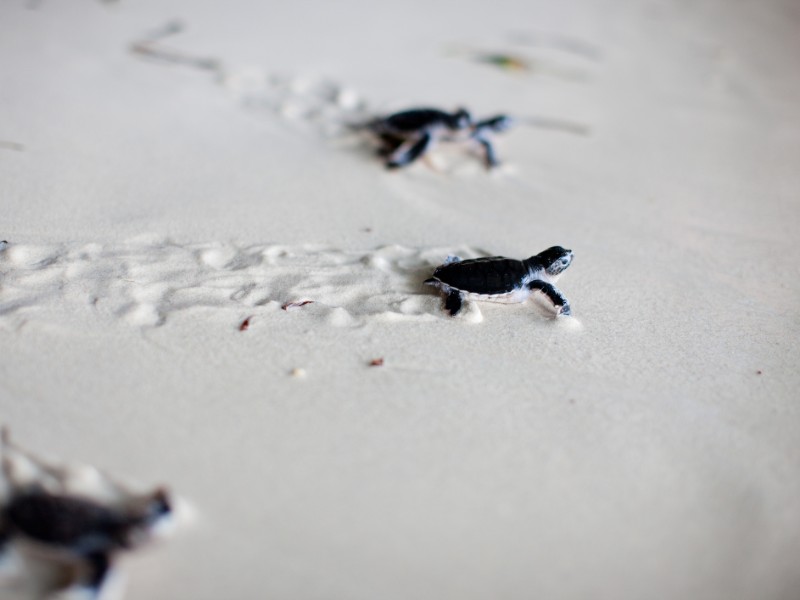 baby turtles on the way to the sea, Malaysia