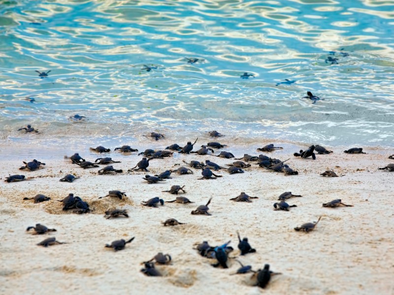 Baby turtles, Turtle Island, Borneo