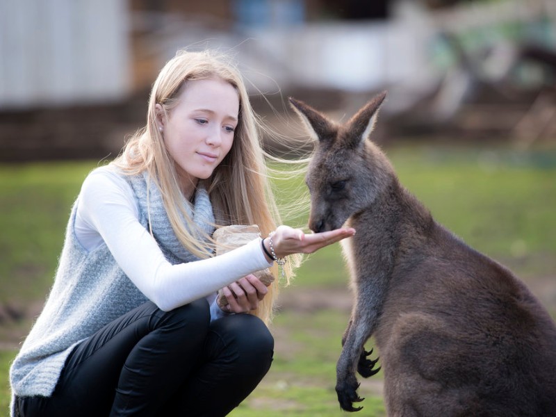 Bonorong Wildlife Sanctuary