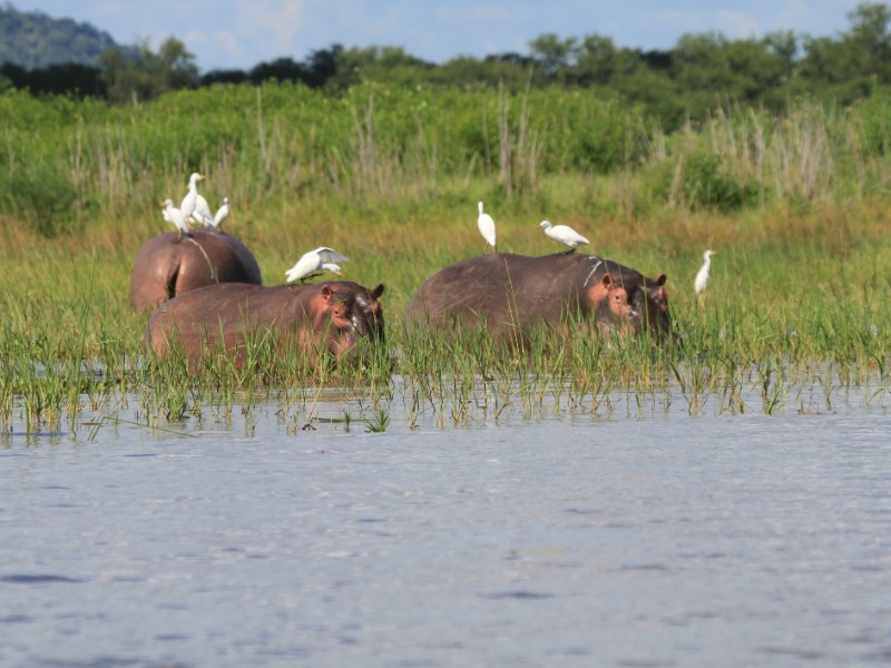 Egrets and hippos in Liwonde National Park, Malawi, Africa