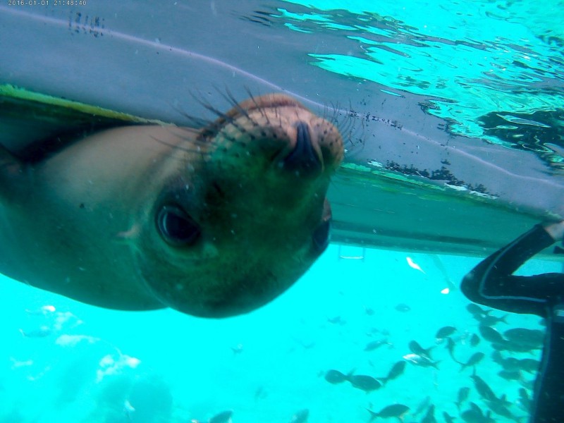 sea lion pup, Sea of Cortez near La Paz, Baja California Sur, Mexico