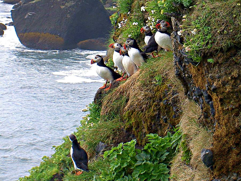 Iceland Puffins