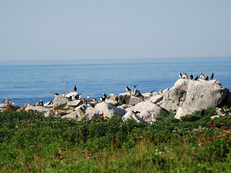 Maine Puffins