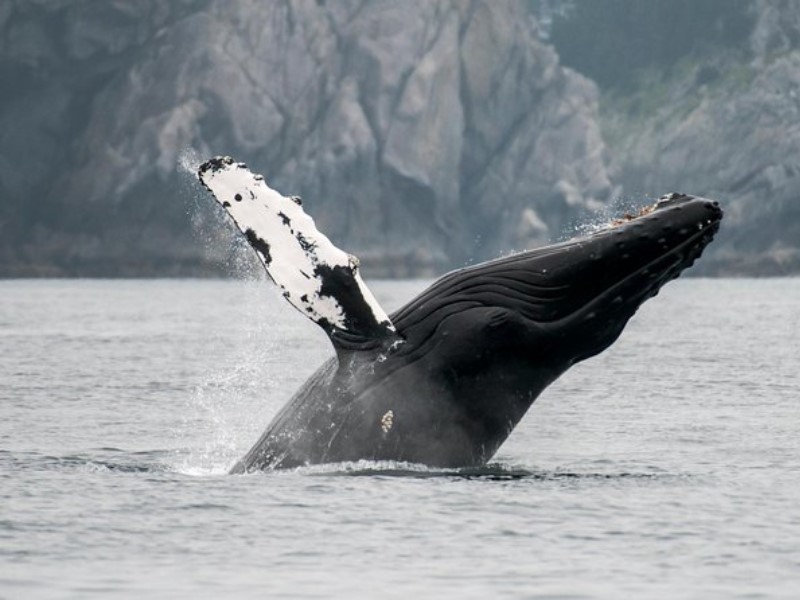 Juneau Wildlife Whale Watching & Mendenhall Glacier