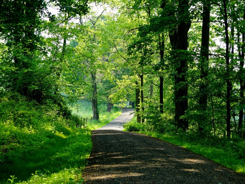 A shady carriage trail winds through dense forest on a bright summer day in the Rockefeller State Park Preserve