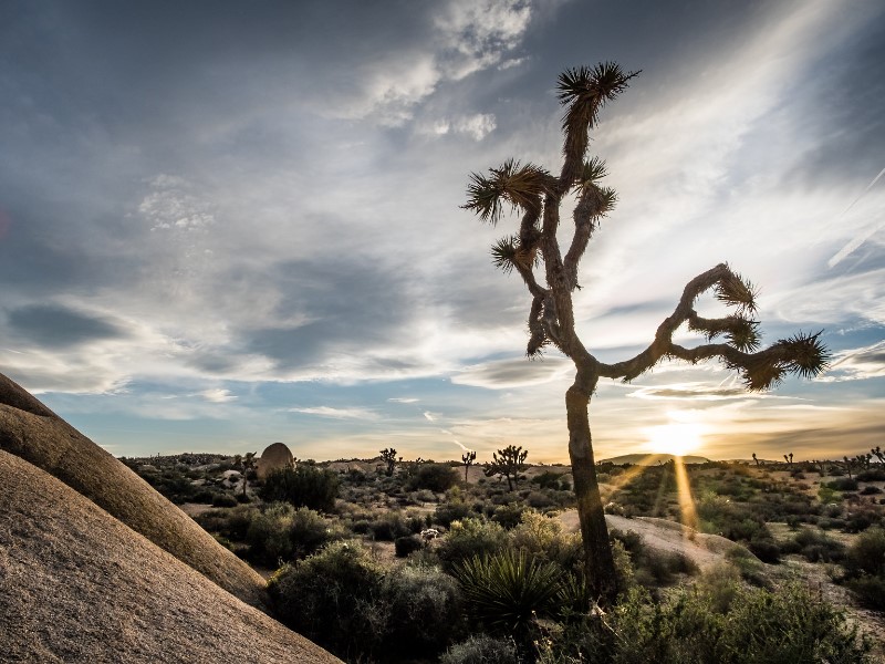 Joshua Tree National Park, California