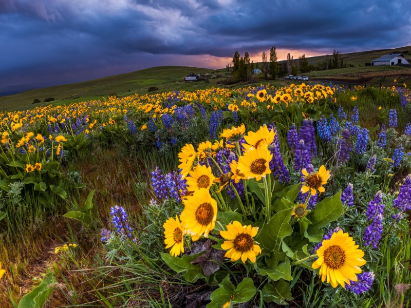 Wildflower in storm cloud, Columbia hills State Park