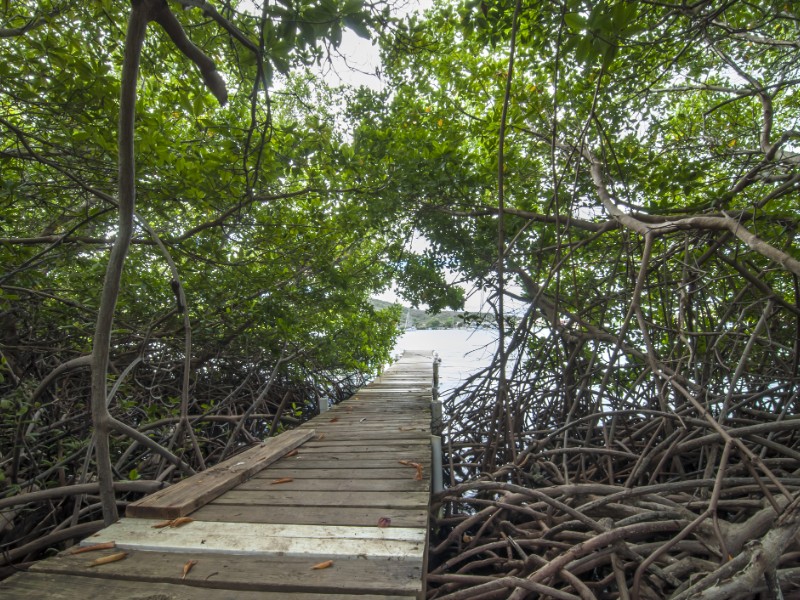 Small wooden plank dock extends into tropical bay through shady mangrove forest in Ensenada Honda in Isla Culebra