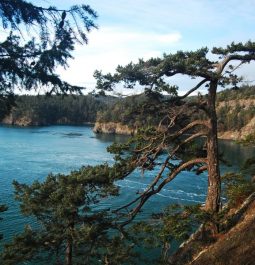 view of deception pass water through trees