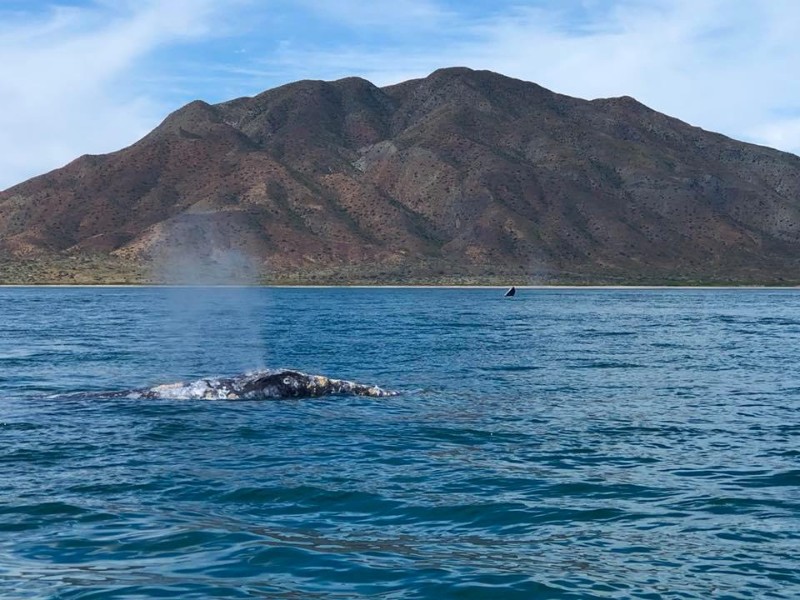 gray whales in Magdalena Bay near Isla Santa Margarita, Baja, Mexico