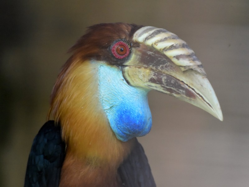 Sumba Hornbill, Sumba Island, Indonesia