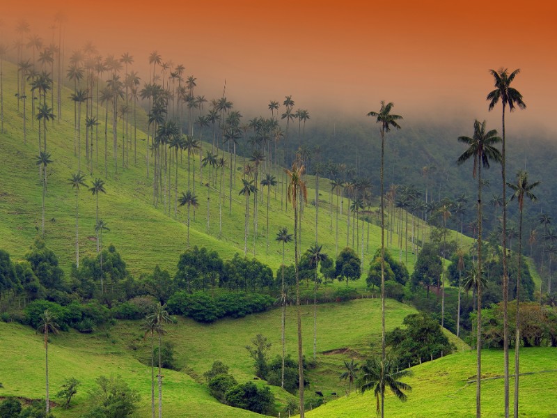 The Wax Palm Trees in Cocora Valley, Colombia