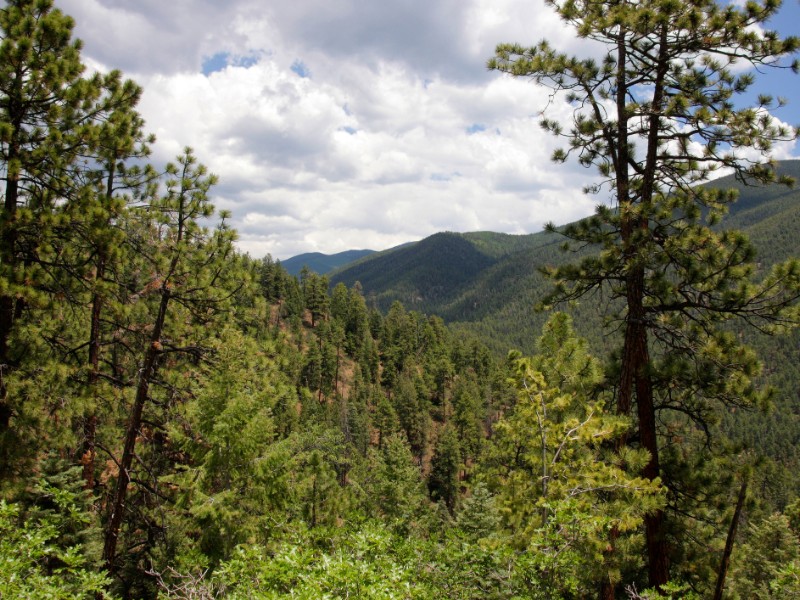 View downhill through a forest into a green canyon
