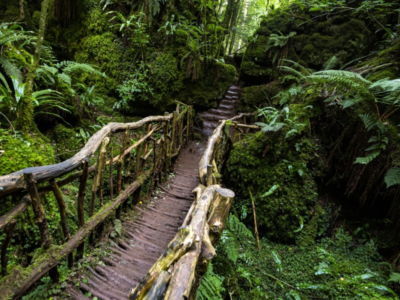 Puzzlewood, Forest of Dean, England