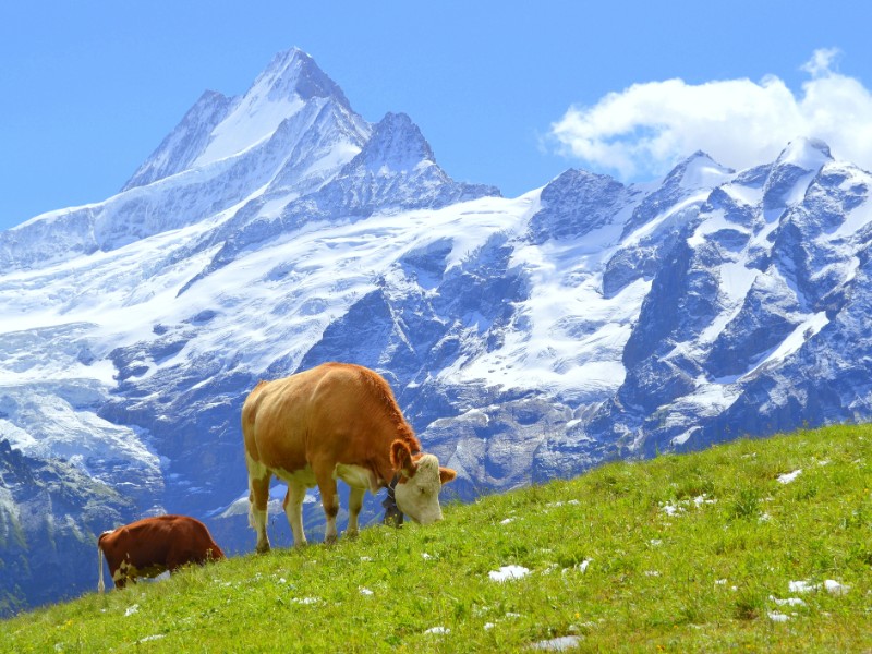 The Alps, Grindelwald, Switzerland