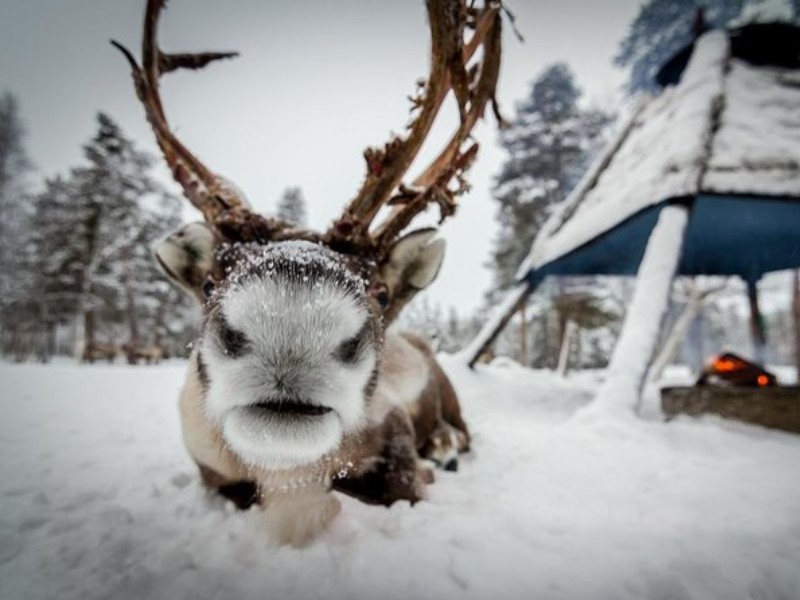 Reindeer Farm Experience