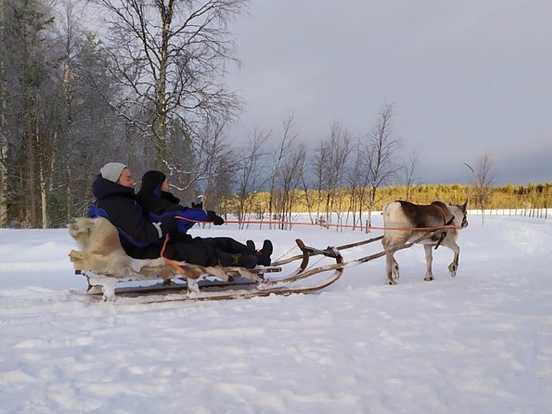 Visit an Authentic Reindeer Farm with Reindeer Safari