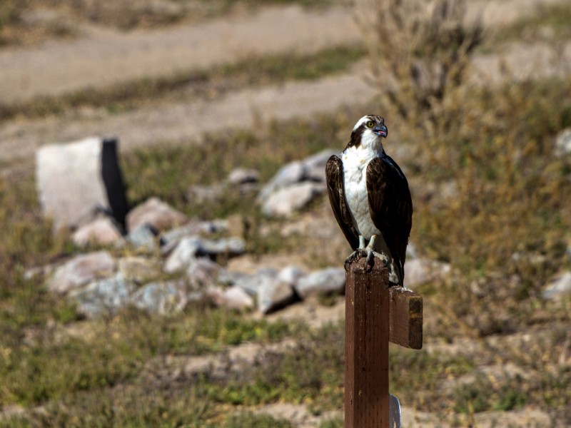 Juvenile Osprey in fall migration at Echo Canyon State Park