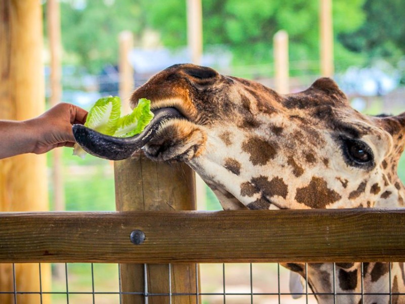 Abilene Zoo