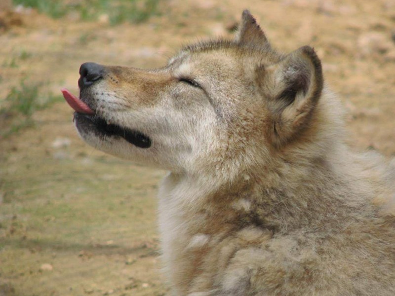 Alex at the St. Francis Wolf Sanctuary